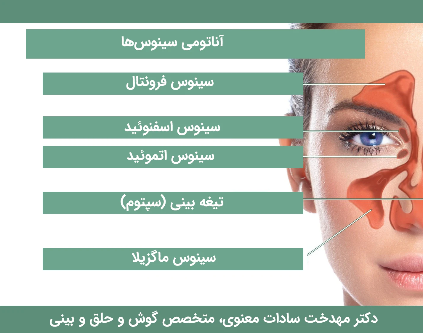 آناتومی سینوس